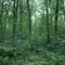 Forest-mau1_1__small_square