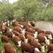 Cattle_small_square