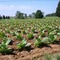 Tobacco_small_square