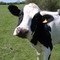 Cow_small_square
