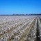 Cotton_small_square