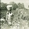 Cotton_world_small_square
