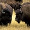 Buffalo_small_square