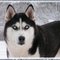 Siberian_husky_small_square