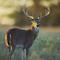 White_tail_buck3_1__small_square