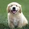 Goldenretrieverpuppy11_small_square
