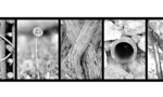 Dixon-black%20and%20white_tiny_landscape