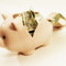 Pig_small_square