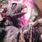 Skeksis_small_square