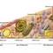 Evolution-diagram_op_800x467_small_square