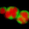 Archaea_sulphate_small_square