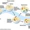 Endosymbiosis_small_square