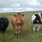 Cattle_small_square
