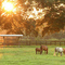 Horses_small_square
