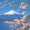 Shinto mtfuji cherryblossoms small square