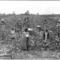 Ga-cotton-field-library-of-_small_square
