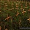 Imagescaio25ek_small_square