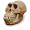 Australopithecus%20afarensis%20skull%200265_small_square