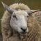 Sheep_small_square