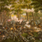 800px-battle_of_the_wilderness_small_square