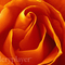 Flower_-_galleryplayer_small_square
