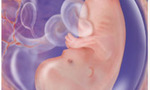 Fetal_graphic_tiny_landscape
