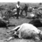 Deadcattlelarge_small_square