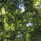 Trees_small_square