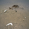 Deadcowlarge_small_square