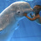 Whale small square