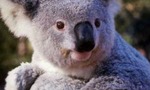 Koala_baby_pic_tiny_landscape