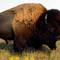 Buffalo_small_square