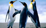 Penguins_tiny_landscape