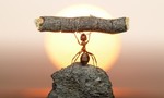 Ant-in-action_tiny_landscape