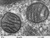 Mitochondria,_mammalian_lung_-_tem_tiny