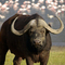 Buffalo_small_square