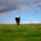 Cow11_small_square