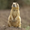 Prairiedog1_small_square