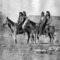Shoshonemenonhorseback_small_square