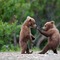 Grizzly_small_square