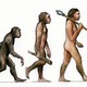 Consequences of evolution 631