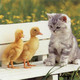Cute wallpapers cute kittens 10501750 1024 768