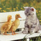Cute-wallpapers-cute-kittens-10501750-1024-768_small_square