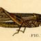 Bulletin1902fig7_small_square