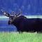 Moose_small_square