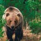 Bear_small_square