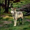 Wolf_small_square