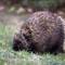 Porcupine_small_square