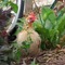 Foolbird_small_square