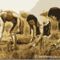 Agriculturailustracion_small_square
